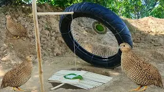 Creative Easy Underground Quail Bird Trap Using Motorcycle Tire And Electric Fan Guard Work 100%