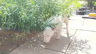 Bull terrier bush trance