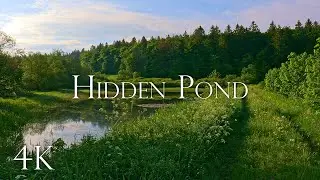 Hidden Pond - Frog & Bird Sounds at Small Forest Lake, Beautiful Wildflowers, 10 Hours, 4K UHD