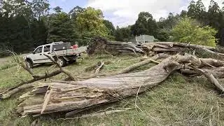 Huge split in half Peppermint Gum Tree Work Absolutely Burko  Pt 2 of 3:  yank n cut big branches