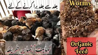 Chicks k liye ghr main sasti or bhtreen feed tyar krain for early growth