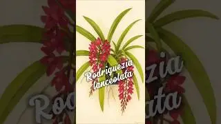 rodriguezia lanceolata #orchid #orquideas #plantas #flores #mataatl&acirc;ntica #jardim