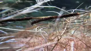 Look over the small stream of Boeseman's rainbowfish