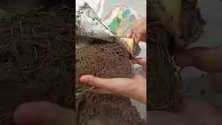 Money plant Reporting