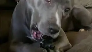 October BULLYMAKE Box - HALLOWEEN!