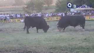 Korida u Batinu: Kamatar obranio naslov &scaron;ampion balkana