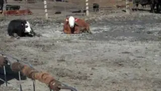 cattle resting