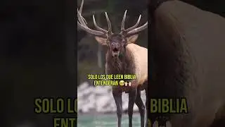 Como el ciervo brama por las corrientes de las aguas,As&iacute; clama por ti,  oh Dios, el alma m&iacute;a. S 42:1