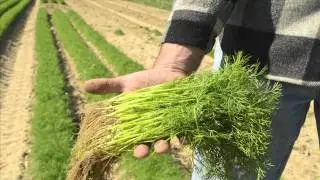 Marolda Farms: QR Spot