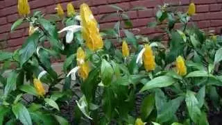 Golden Shrimp plant - Pachystachys Lutea