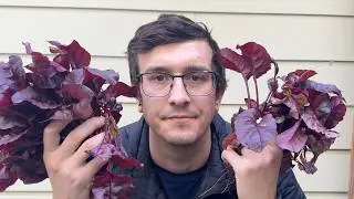 Frost, Pests, and Patience: Finally Harvesting My Beets