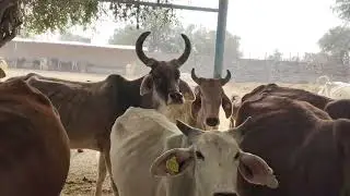kankrej cow new videocow ki video gaon ki videocow ki funny videomarwadi cow videocow bull ki videog
