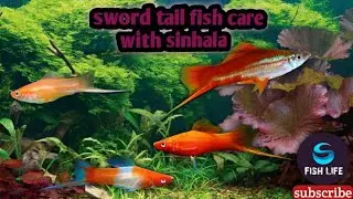 Swordtail Fish Care with sinhala