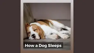 How a Dog Sleeps