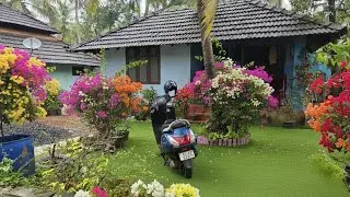 ​ചൂടിനെ തോൽപ്പിച്ച് പൂക്കുന്ന ബൊഗെയ്ൻവില്ല: ചരിത്രവും കഥയും