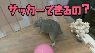 【デグー】脱走を妨害するとサッカーしだした