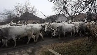 Szürkemarha terelés Martfűn át a téli szállásra