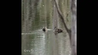 Grey Teal #australianbirds #birds