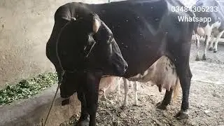 watch farezan.chulastani coros cow for sele panjab Pakistan Mohammed ahmed deri faram.17.5.2022