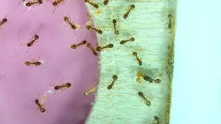 Temnothorax | Linksvayer Lab | ASU SIRG | 2026-01-14