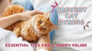 Prevent Cat Stress: Essential Tips for a Happy Feline!