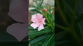 Flowering in Kaner#Nerium#oleander# ornamental and landscaping plant#family Apocynaceae# BN-&nbsp;Nerium