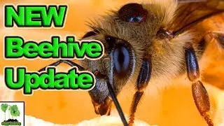 Update On The Bees At Tony's Allotment Garden!