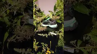 Puma x Cuckoo Clock limited edition shoe release in Shibuya Tokyo