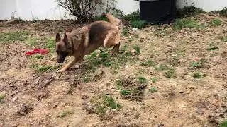 German Shepherds Playing
