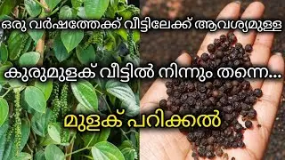 പറമ്പിലെ ഒരു ദിവസത്തെ കുരുമുളക് പറിക്കൽ 😍#vlogwonders #foodclips #blackpapper  #foodshorts #kalyani