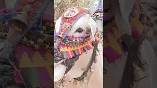 Amba Amba 🐄🐮 #amba #cow #gaumata #shortsviral