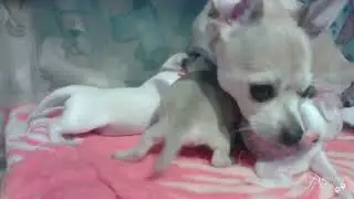 Smooth (Short) Coat Chihuahua Puppies (Feedin' and Cleanin'!)
