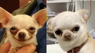 🤣🐶 Невероятные собачьи неудачи в TikTok: вы не поверите своим глазам! 🤣🐶