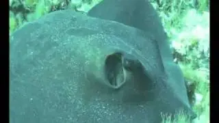 Santorini underwater