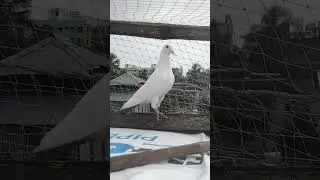 subscriber my all friends 🙏 # #goldeneyes #flyingkabootar #pigeonlover #shortsvideo  #viralreels