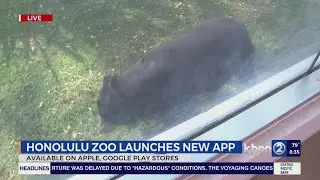 Get this before heading to the Honolulu Zoo