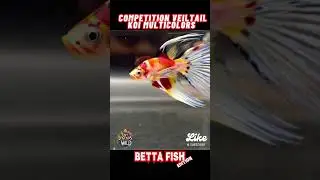 Competition Veiltail Koi Betta Fish | Stunning Multicolor Showcase