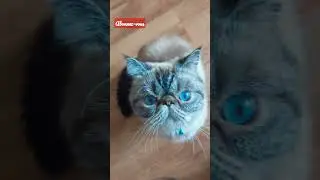 felix#chats #cat #cats #chaton #exotic #kitten #felix