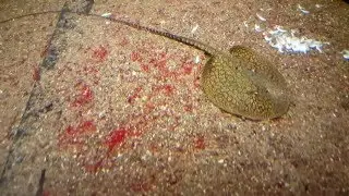 Plesiotrygon nana / Black-tailed Antenna Ray