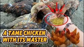 day 3 of chicken development #masukberanda #chiken #fyp #viralvideo 