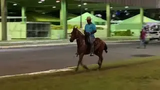 LOTE 49 GAIATA DA LOUISE