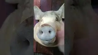Не расстраивайся #не #расстраивайся