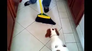 Dog barks at broom
