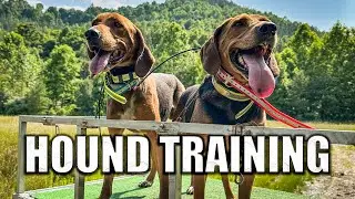 Summer DOG Training for BEARS! (Pt.1)