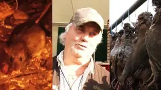 Fieldsports Britain - The Warrener + driven rats + driven partridge, episode 95