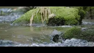 60 Seconds with American Dippers