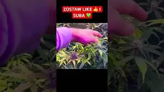 GROWING MARIJUANA INDOOR #grow #cultivation #chill #viral #diy #plants #plants