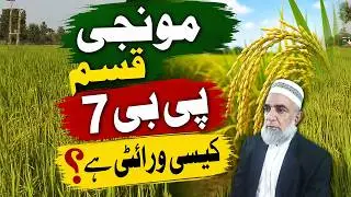 Salient features of Rice Variety PB-7 for cultivation in Pakistan || Crop Reformer