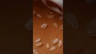 Macro zoom on a bread with sesame seeds and ketchup #macro #asmr #satisfying