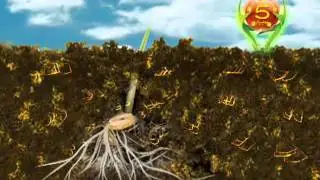 Fatima Fertilizer Nitrophos (NP)